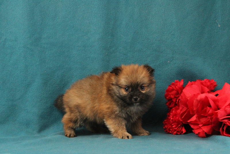 puppy, for, sale, Pomeranian, Matthew B. Stoltzfus, dog, breeder, Gap, PA, dog-breeder, puppy-for-sale, forsale, nearby, find, puppyfind, locator, puppylocator, aca